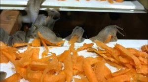 Начало улиточного сезона 2024