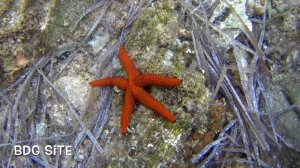 Подводный мир Эгейского моря (Ситония, Халкидики)