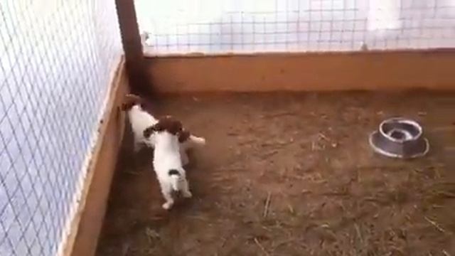 собаки девочки смотреть онлайн