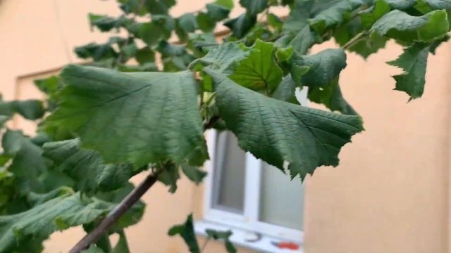 Фундук сорт Шедевр. Штамбовая формировка, закладка урожая, серёжки 20.06.2023 смотреть онлайн