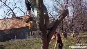 Режим корову