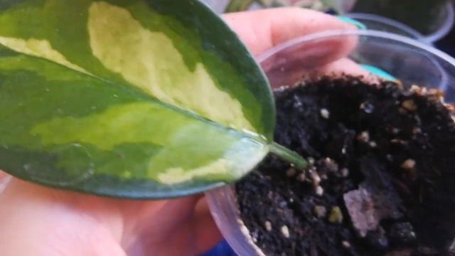 Как у меня из бегонии Чёрный Лебедь выросла бегония Новогодний Салют ??? смотреть онлайн