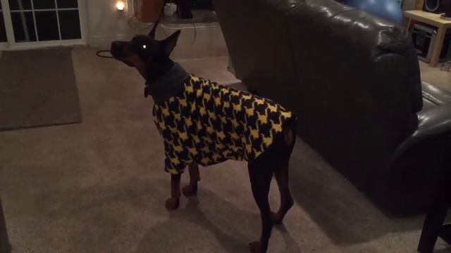 Rangers new sweater. By meadowcat смотреть онлайн