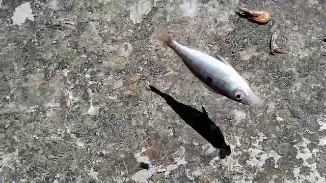 Рыбалка на Чёрном море с волнореза. Ловля смариды