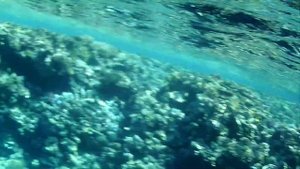 Риф в Шарм Эль Шейхе гостиницы Домина Корал Бей.