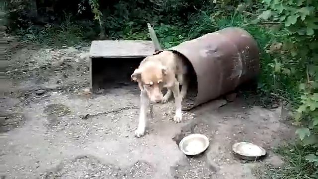 музыкальный пес. диоген из бочки. деревенский диоген смотреть онлайн