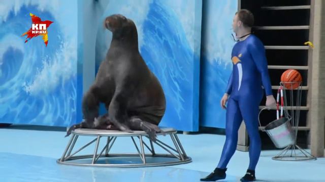 В Новосибирске готовится к открытию дельфинарий "Дельфиния" смотреть онлайн