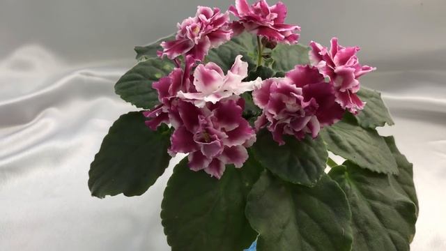 Красивые сорта фиалок(Выпуск№5) смотреть онлайн