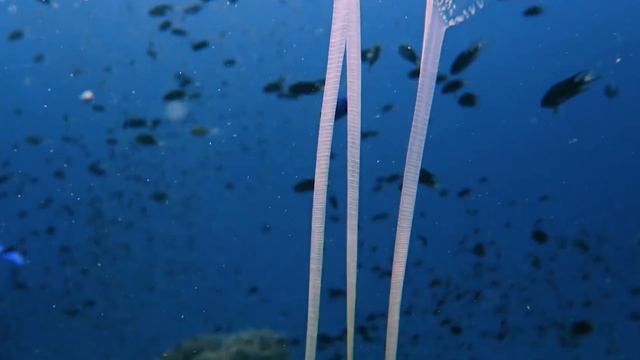 10 Самых Опасных Существ, Найденных Под Водой