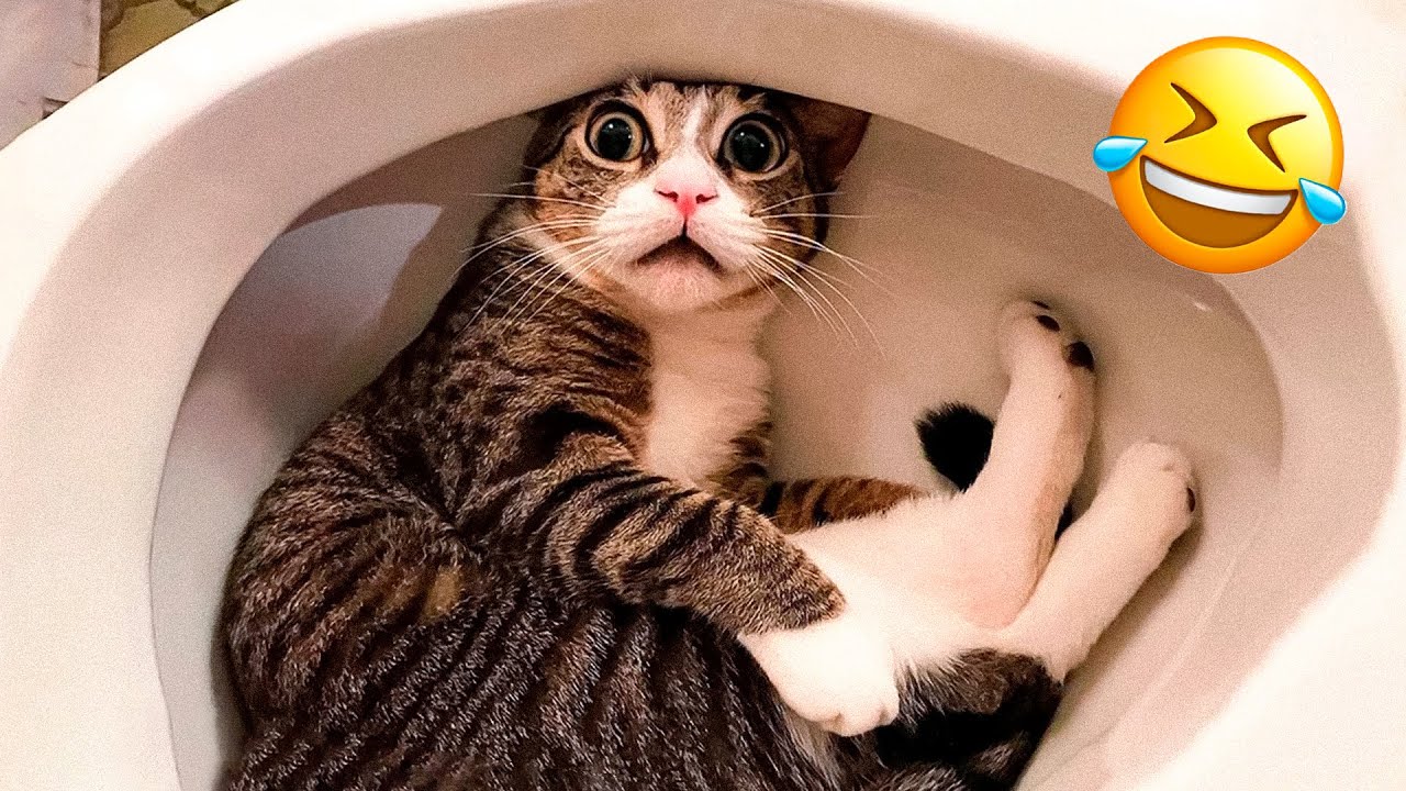 Самые смешные видео с животными ? - Смешные коты приглашены на собачью вечеринку #4 смотреть онлайн