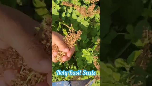 Holy Basil Seeds - Harvesting  #SeedNJoy