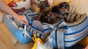 Питомник йоркширских терьеров / Лежанка для собаки за 399 рублей