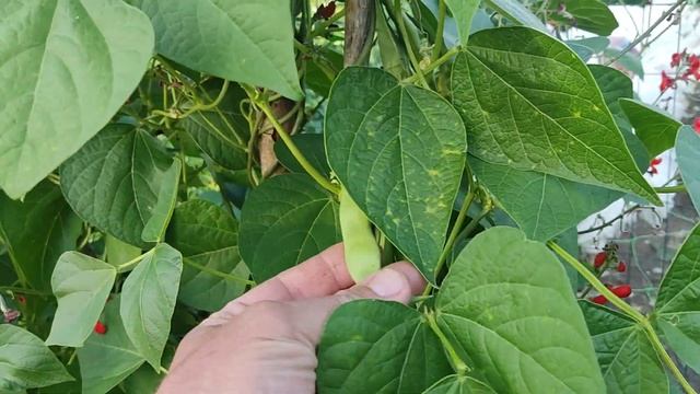 Спаржевая фасоль кустовая и вьющаяся. Ленинградская область. 22.08.2022