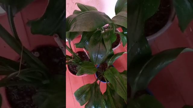 #амазонка #амазонская лилия смотреть онлайн