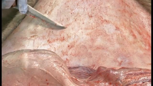 From Flowage to Fashion How to Clean Skin a Beaver with Full Commentary смотреть онлайн