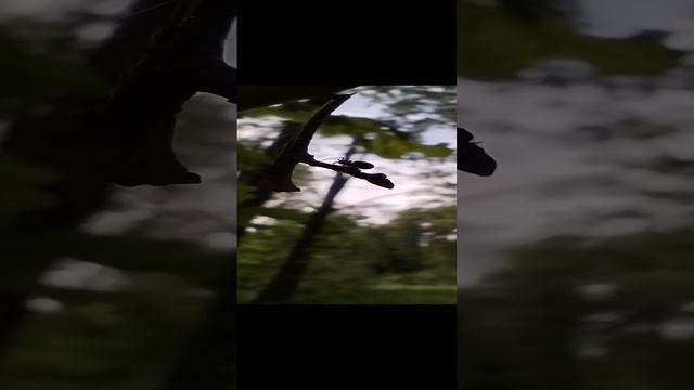 Паук  ползёт по своей паутине в диком лесу