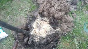 ??РОЗА НА ШТАМБЕ.Правила посадки?