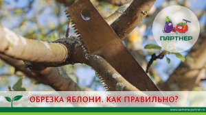 Обрезка яблони: как правильно?