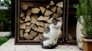 Шахский плов Азербайджанская Кухня Деревенская Кухня  Рецепты