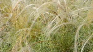 ФУТАЖ Ковыль цветет