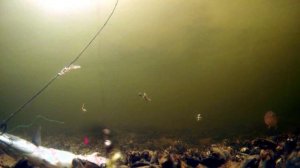 Ловля наваги со спец-кормушкой! подводные съемки. Белое море