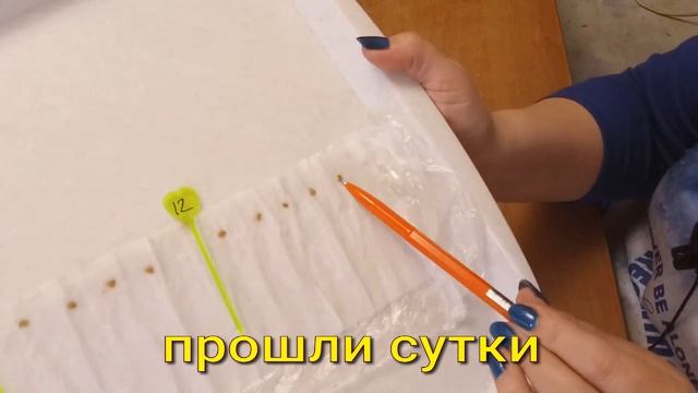 ШОК! СЕМЕНА НАЧАЛИ ПРОРАСТАТЬ ЧЕРЕЗ 18 ЧАСОВ Эксперимент ч2 смотреть онлайн