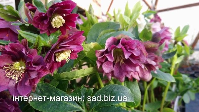 Чудесные гибискусы, дельфиниумы и морозники от Сада Вашей мечты! смотреть онлайн