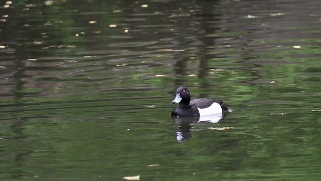 Canon EOS M6. Тест видеорежима смотреть онлайн