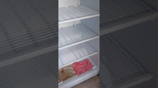 Разморозка холодильника лайкподписка✔️♥️🔔
