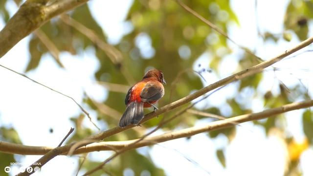 Yспокаивающая музыка для нервов ? лечебная музыка для сердца и сосудов, релакс, музыка для души #7 смотреть онлайн