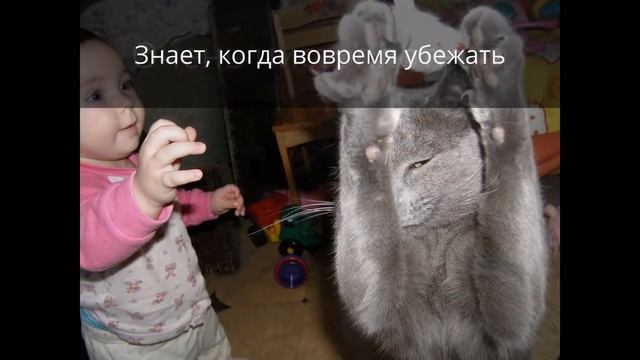 Русский голубой кот | Жизнь в семье с двумя детьми смотреть онлайн