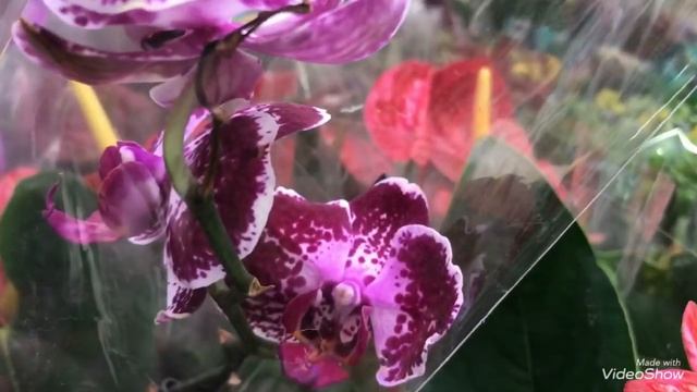 Орхидеи и другие Цветы в Леруа! Немного уценки. смотреть онлайн