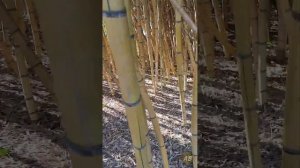 Бамбук - Листоколосник сернистый/Phyllostachys Sulphurea