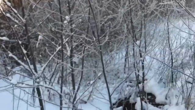 Прогулка на лыжах 19.01.2014 смотреть онлайн