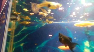 Кормление Рыбок (хлопьями и таблетками для сомов)