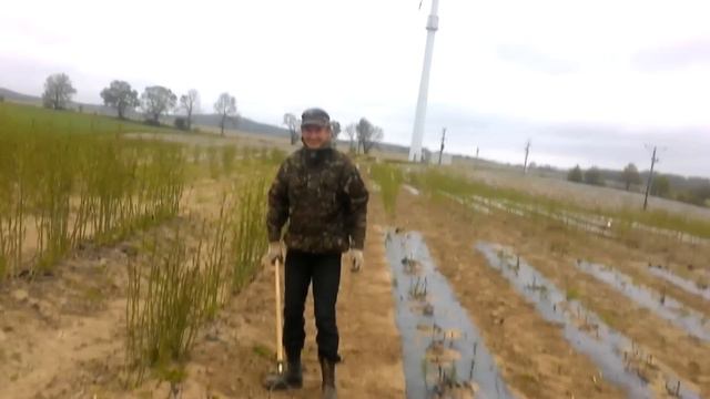 українці в польші на спаржі смотреть онлайн