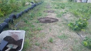 Прививки фундука на МЕДВЕЖИЙ орех.