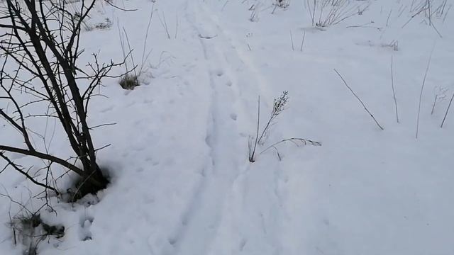 Биотехния для зайцев ,делаем солонцы. смотреть онлайн