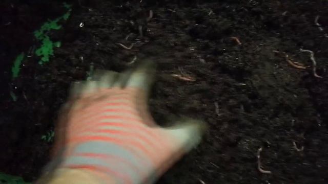 Разведение червей на перегное. Отличие вермикомпоста от перегноя.