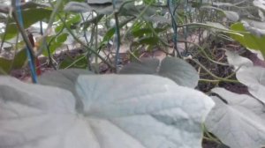 Удаляем макушки и листья у огурцов