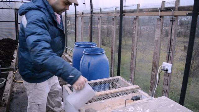 Содержание перепелов зимой в теплице