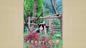 Смешные ПАНДЫ #9 / Лучшие приколы 2021 / Funny PANDA.