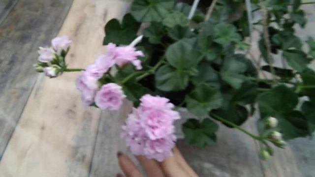 #62.Поподробней о Chiffon и немного о Ю-Моя Прелесть! смотреть онлайн