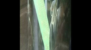 Икра скалярий. 1 сутки.