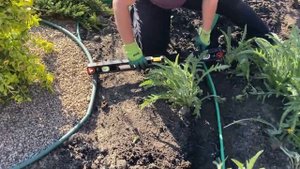 Клумба с хризантем за час  | Flowerbed with chrysanthemums in an hour