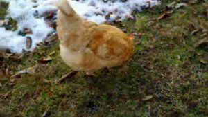 куры Мини мясные на выгуле зимой. Куры с крепким иммунитетом.