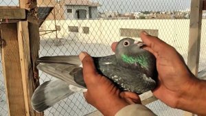 Jan Arden Racing Pigeons| Jan arden pigeons| Machiel Bujik| kalapati| Extreme Long Distance Piegon