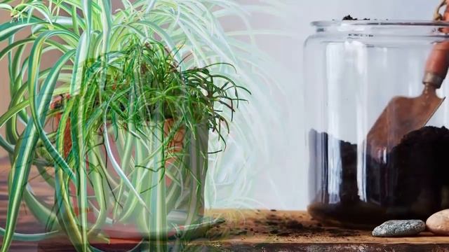 ЯНТАРНАЯ КИСЛОТА  - скорая помощь для комнатных растений. Это важно знать!Это важно знать!