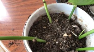 Сциндапсус. Укоренение сциндапсуса в воде. Неприхотливая лиана.