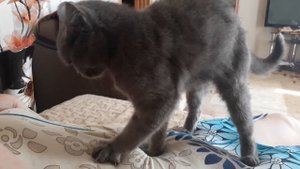 КОШКА ДЕЛАЕТ МАССАЖ ЧЕЛОВЕКУ